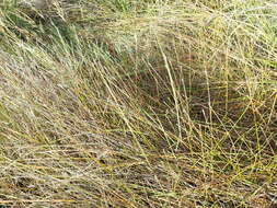 Image of Eleocharis acuta R. Br.