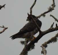 Image of Falco peregrinus minor Bonaparte 1850