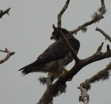 Слика од Falco peregrinus minor Bonaparte 1850