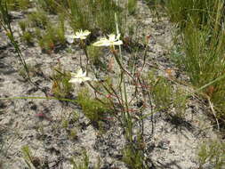 Image of Moraea viscaria (L. fil.) Ker Gawl.