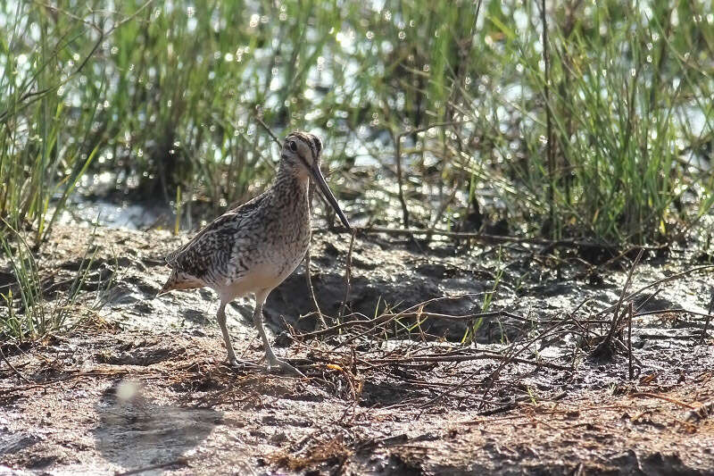 Image of Pin-tailed Snipe