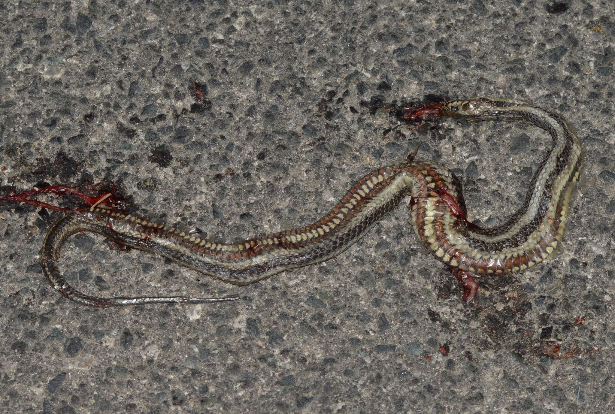 Image of Atlantic Salt Marsh Snake