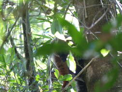 Image of Red-bellied Lemur