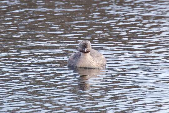 Image of Hoary-headed Grebe