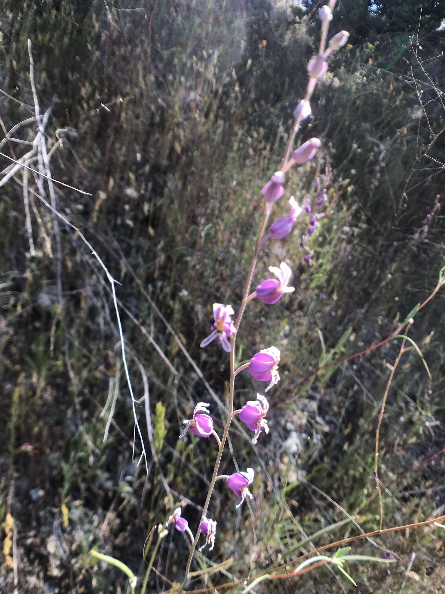 Image of most beautiful jewelflower