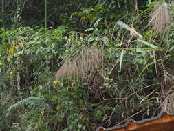 Image of tiger grass