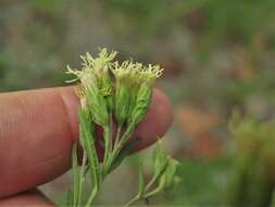 Image of false boneset