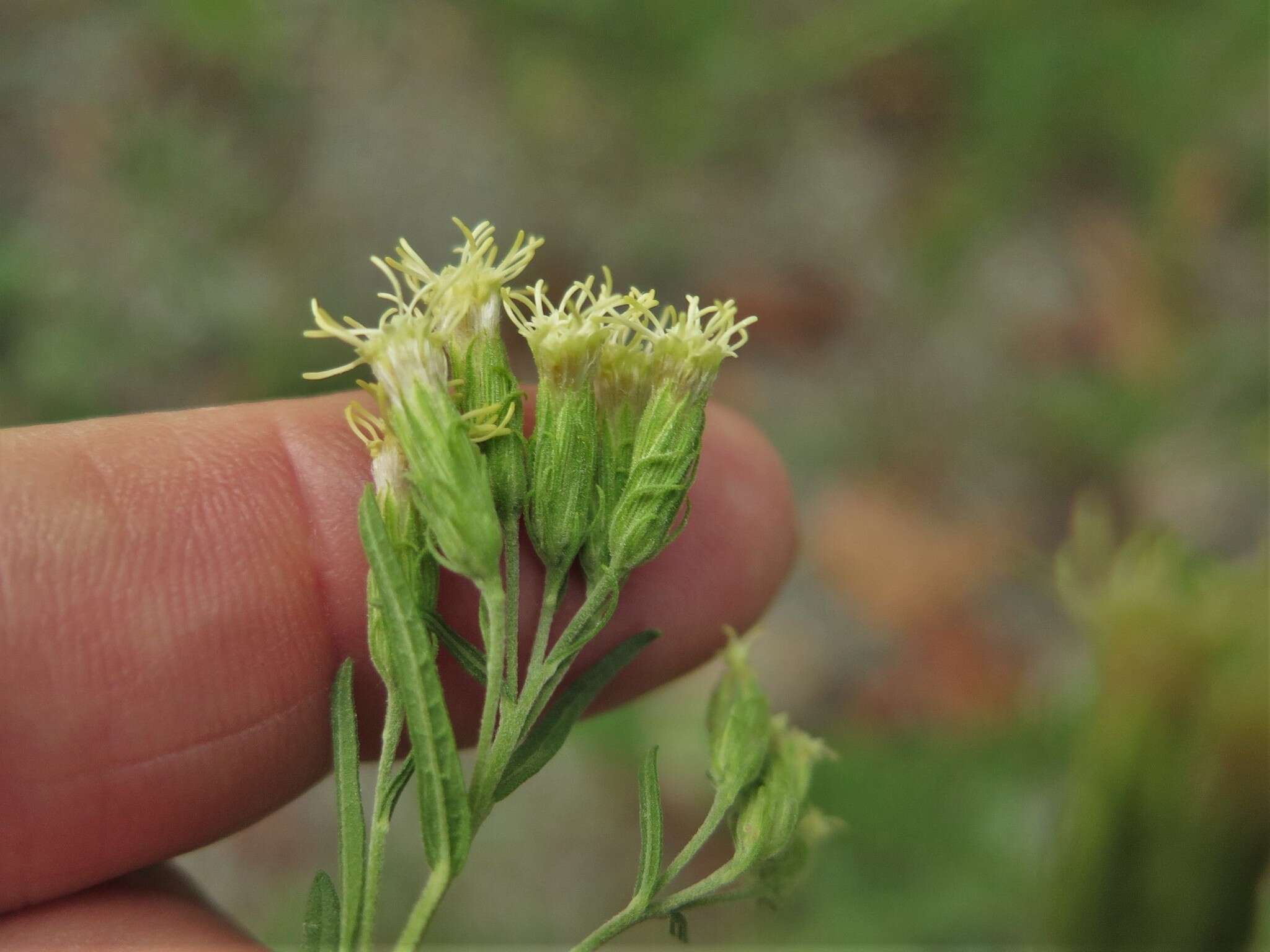 Image of false boneset