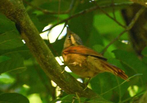 Image of Ochre-breasted Foliage-gleaner