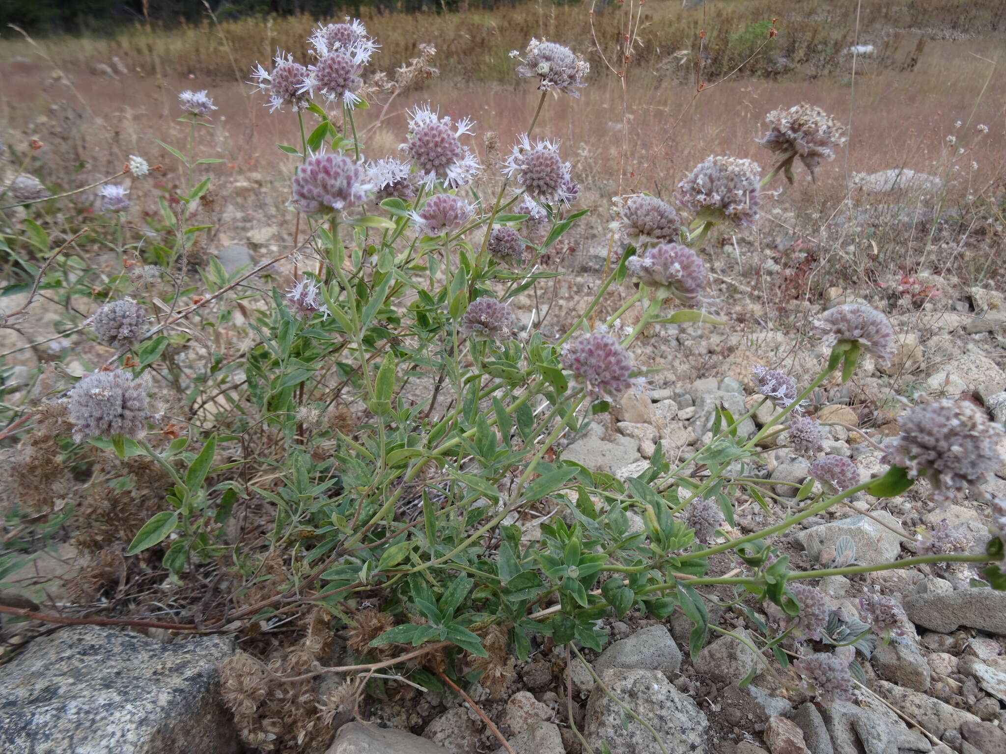 Image of mountain monardella