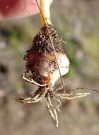 Image of Romulea flava var. viridiflora (Bég.) M. P. de Vos