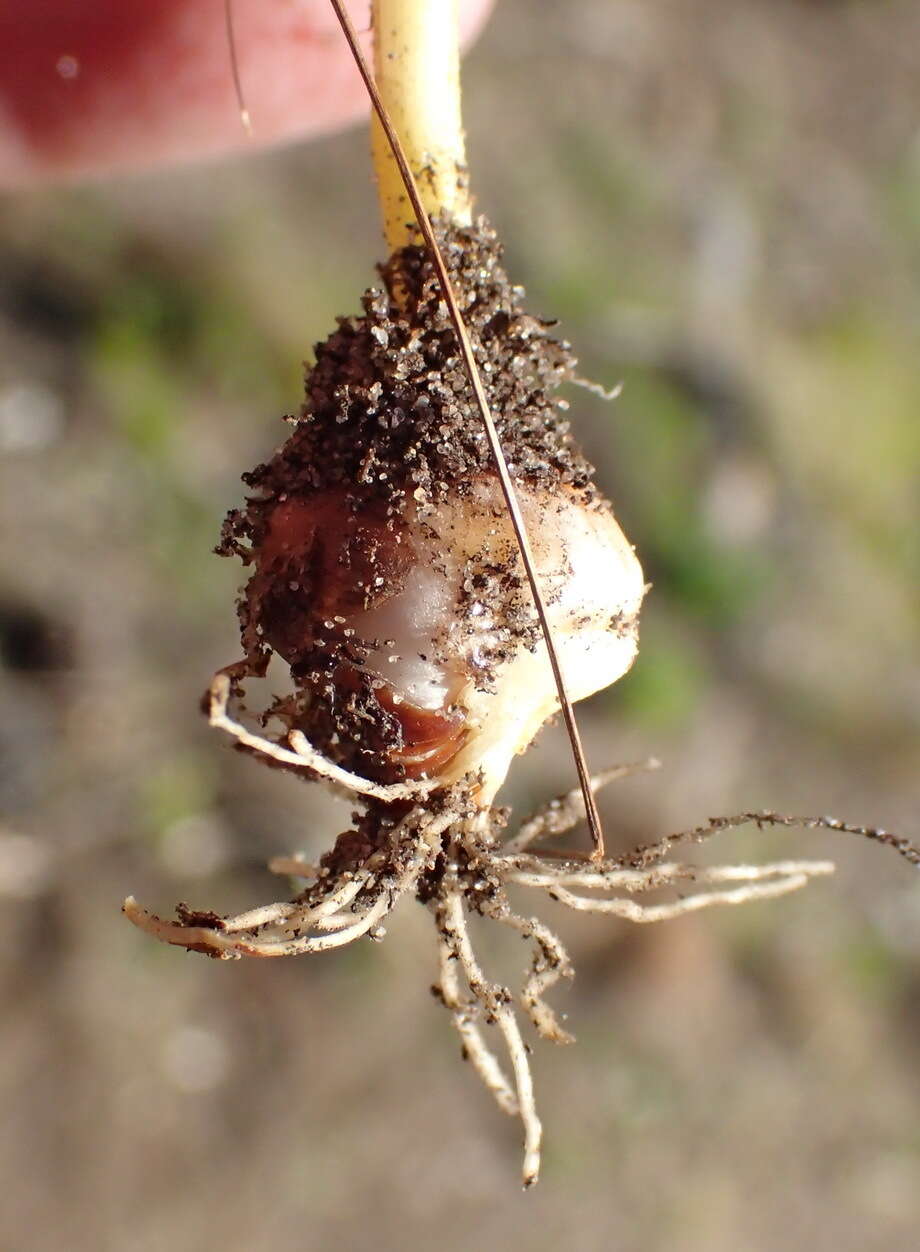 Image of Romulea flava var. viridiflora (Bég.) M. P. de Vos