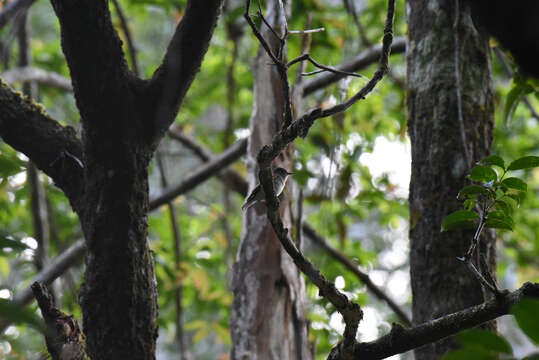 Image of Asian Brown Flycatcher