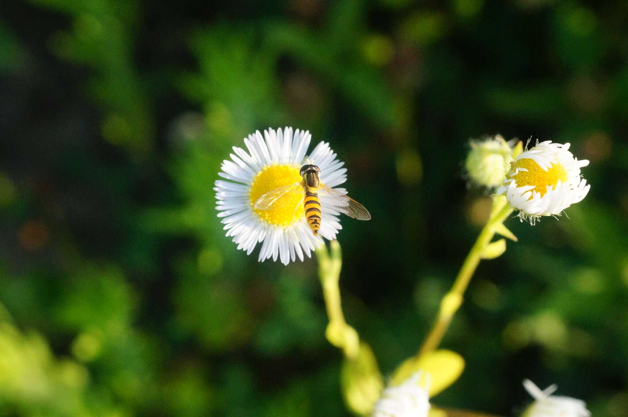 Image of Sphaerophoria menthastri (Linnaeus 1758)