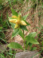 Image of Spotted Gentian