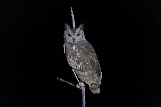 Image of Greyish Eagle-Owl