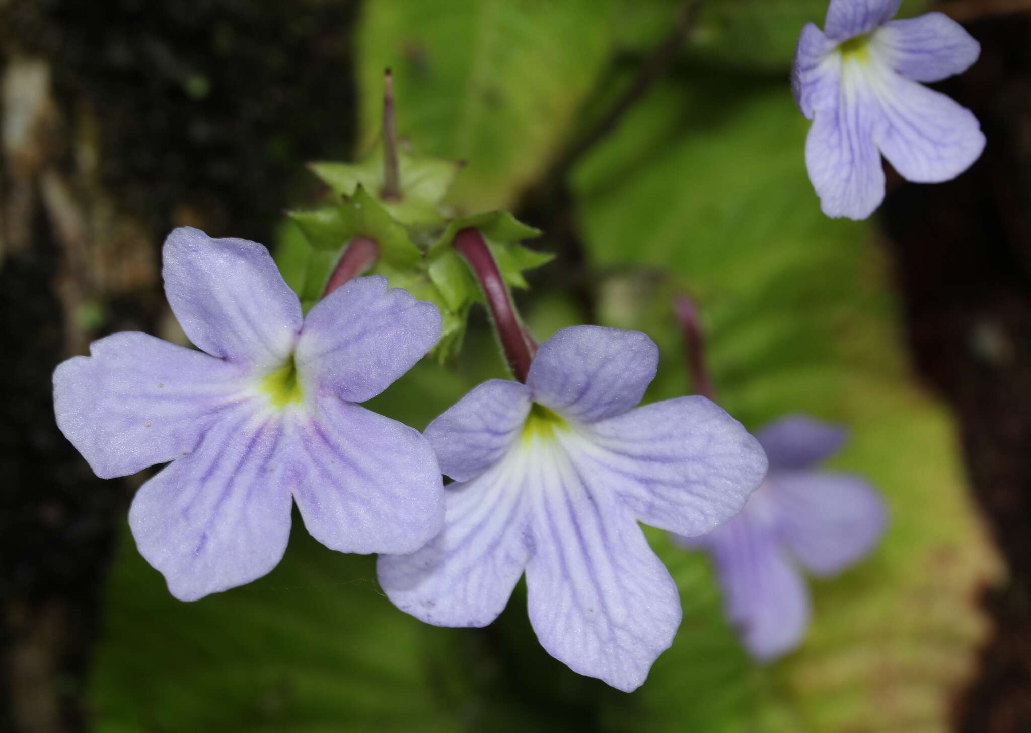 Sivun Streptocarpus daviesii N. E. Brown ex C. B. Clarke kuva