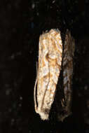 Image of Javelin Moth