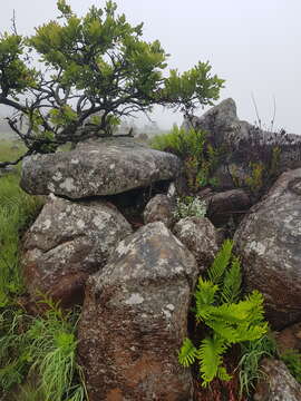 Image of Searsia tumulicola (S. Moore) Moffett