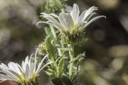 Image of Texas tansyaster