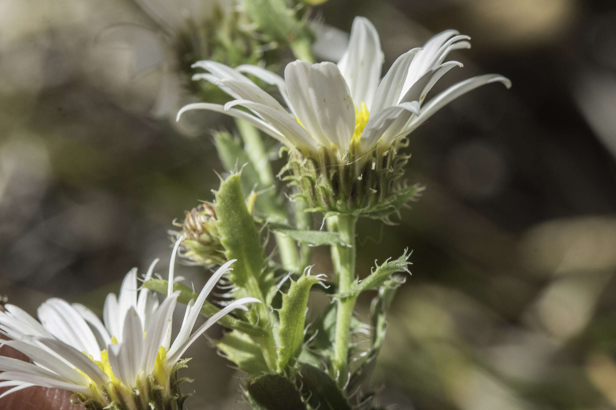 Imagem de Xanthisma blephariphyllum (A. Gray) D. R. Morgan & R. L. Hartman