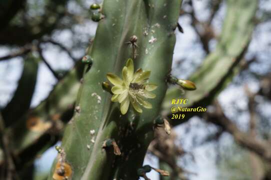 صورة Megachile zapoteca Cresson 1878