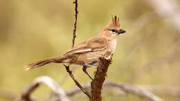 Image of Chiming Wedgebill