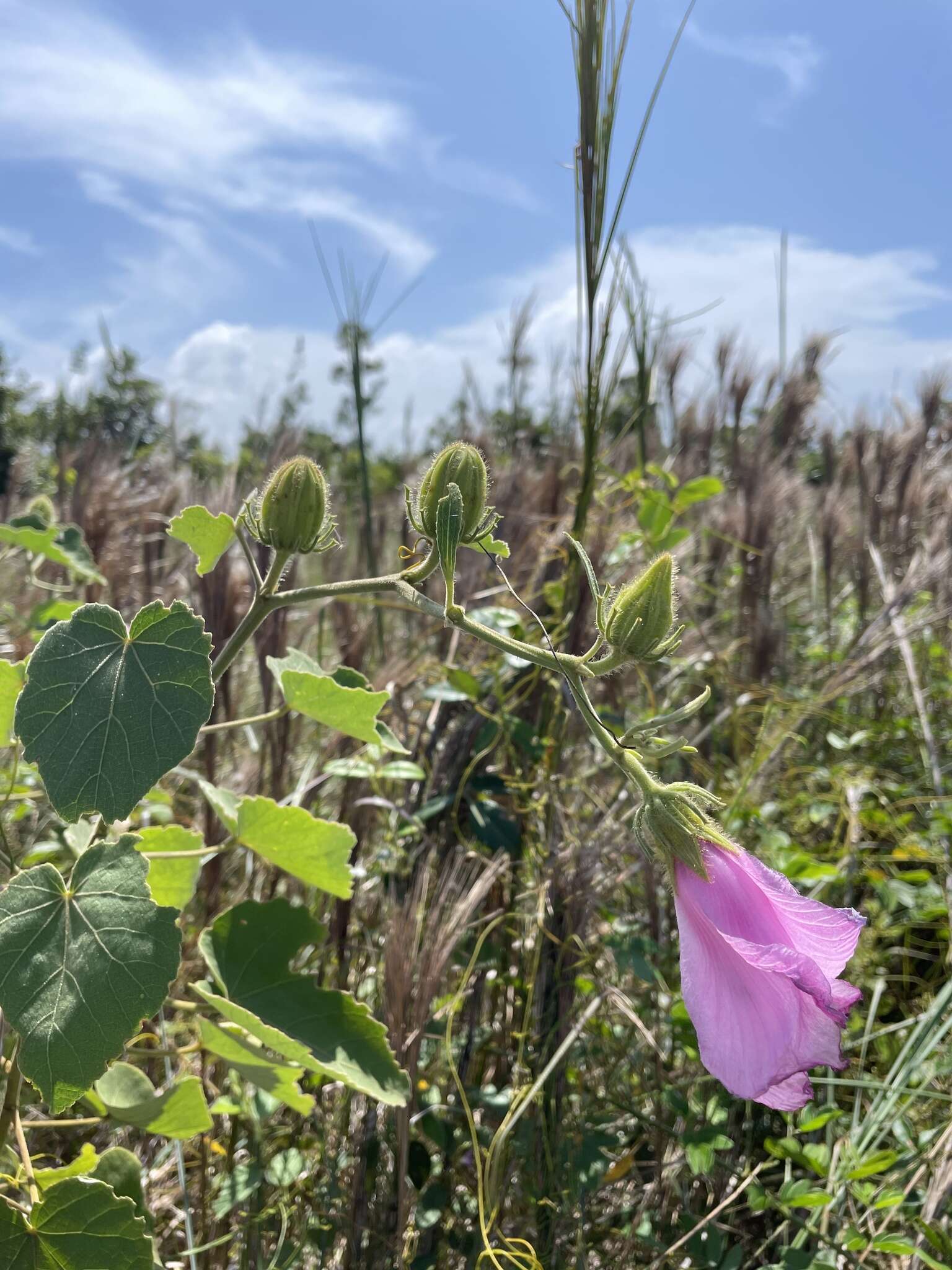 Sivun Hibiscus furcellatus Desr. kuva