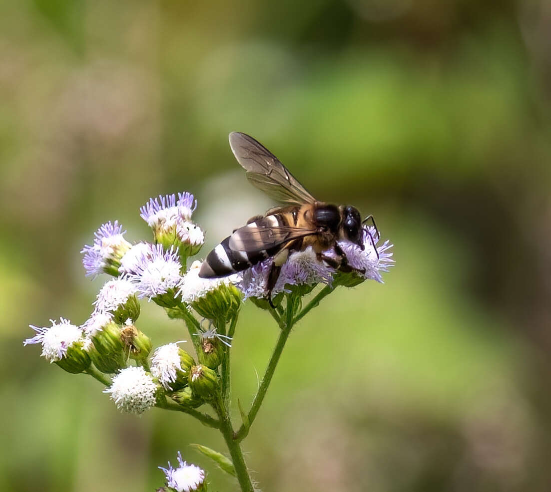 Image of Apis dorsata breviligula (Maa 1953)