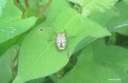 Image of Ectinohoplia rufipes (Motschulsky 1860)