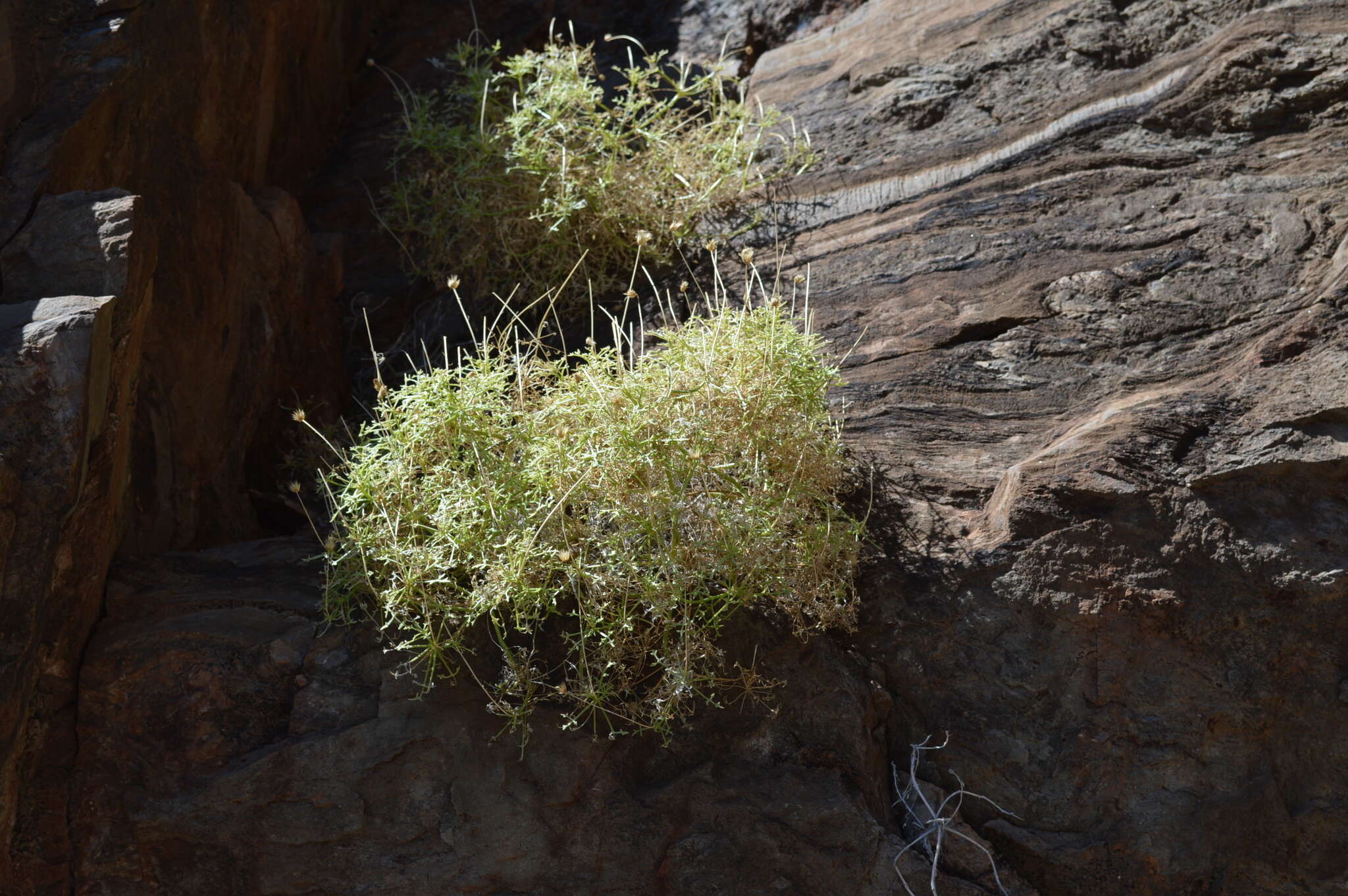 Image of Hofmeisteria fasciculata (Benth.) Walp.