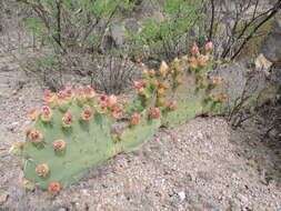 Image of Cactus-apple