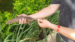 Image of Great Plated Lizard