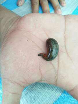 Image of Tiger Leech