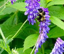 Imagem de Bombus vagans bolsteri Franklin 1913