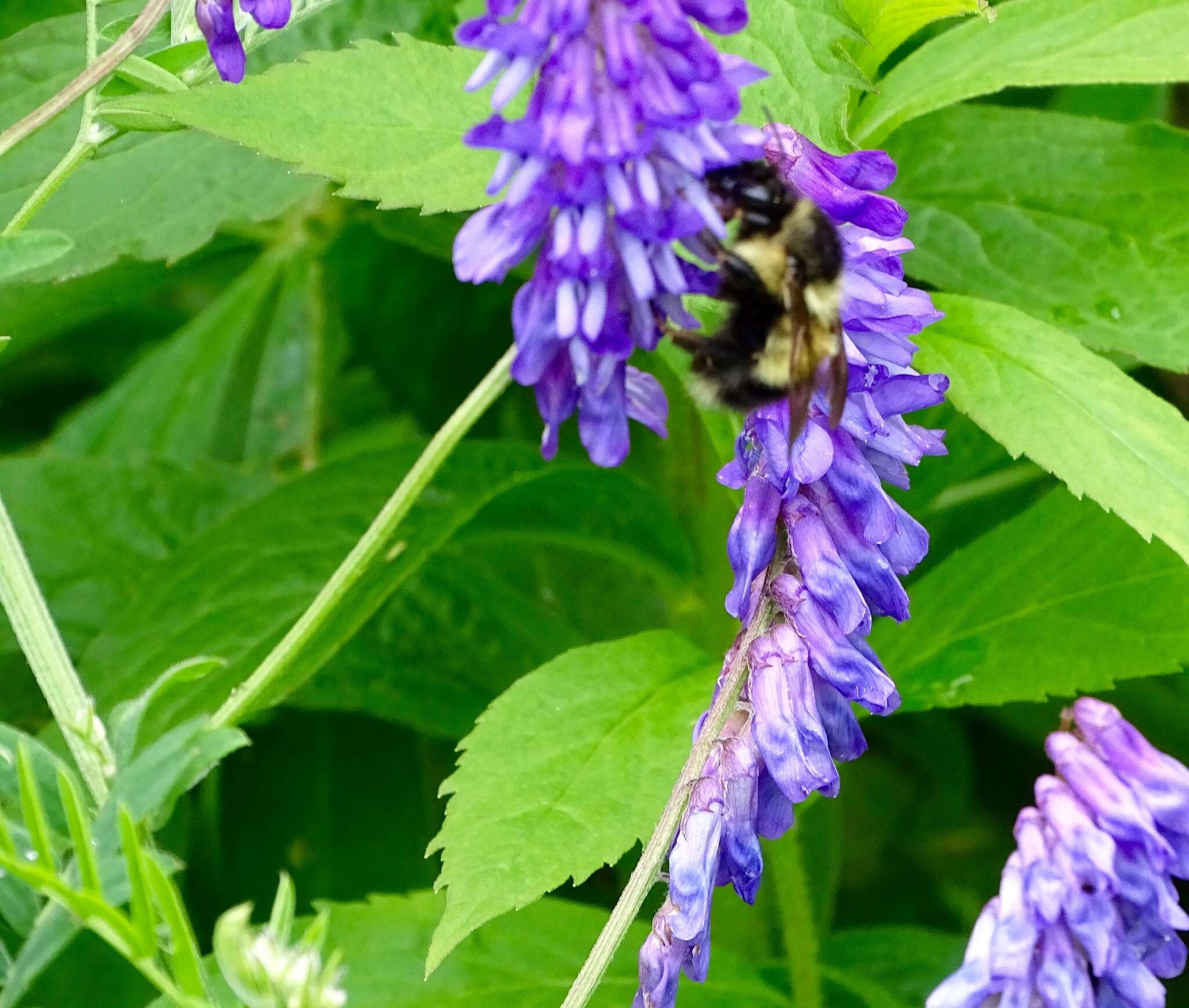 Image of Bombus vagans bolsteri Franklin 1913