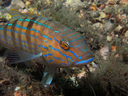 Image of Sand Perch