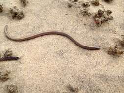 Image of Baja California Legless Lizard