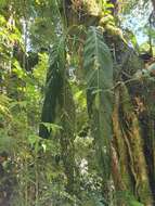 Image de Anthurium pseudospectabile Croat