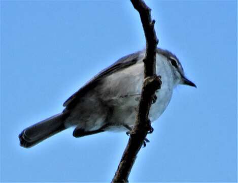 Image of <i>Fraseria <i>caerulescens</i></i> caerulescens