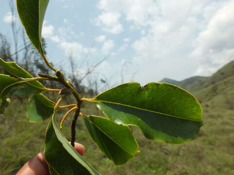 Image of Magnolia nilagirica (Zenker) Figlar