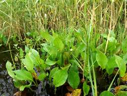 Image of Asian Water-Plantain