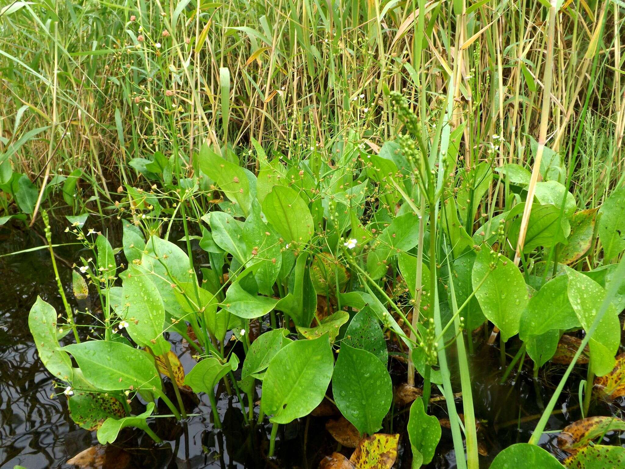 Image of Asian Water-Plantain