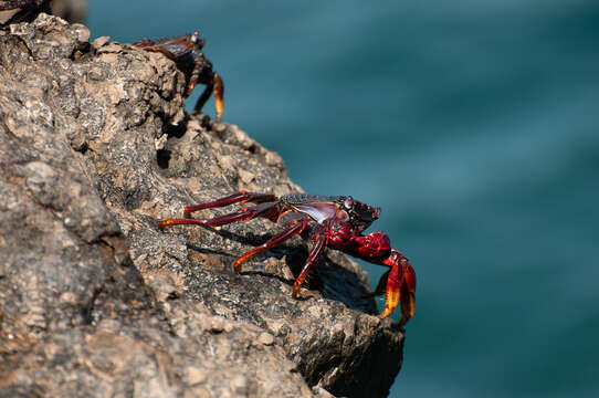 Image of Grapsus adscensionis (Osbeck 1765)