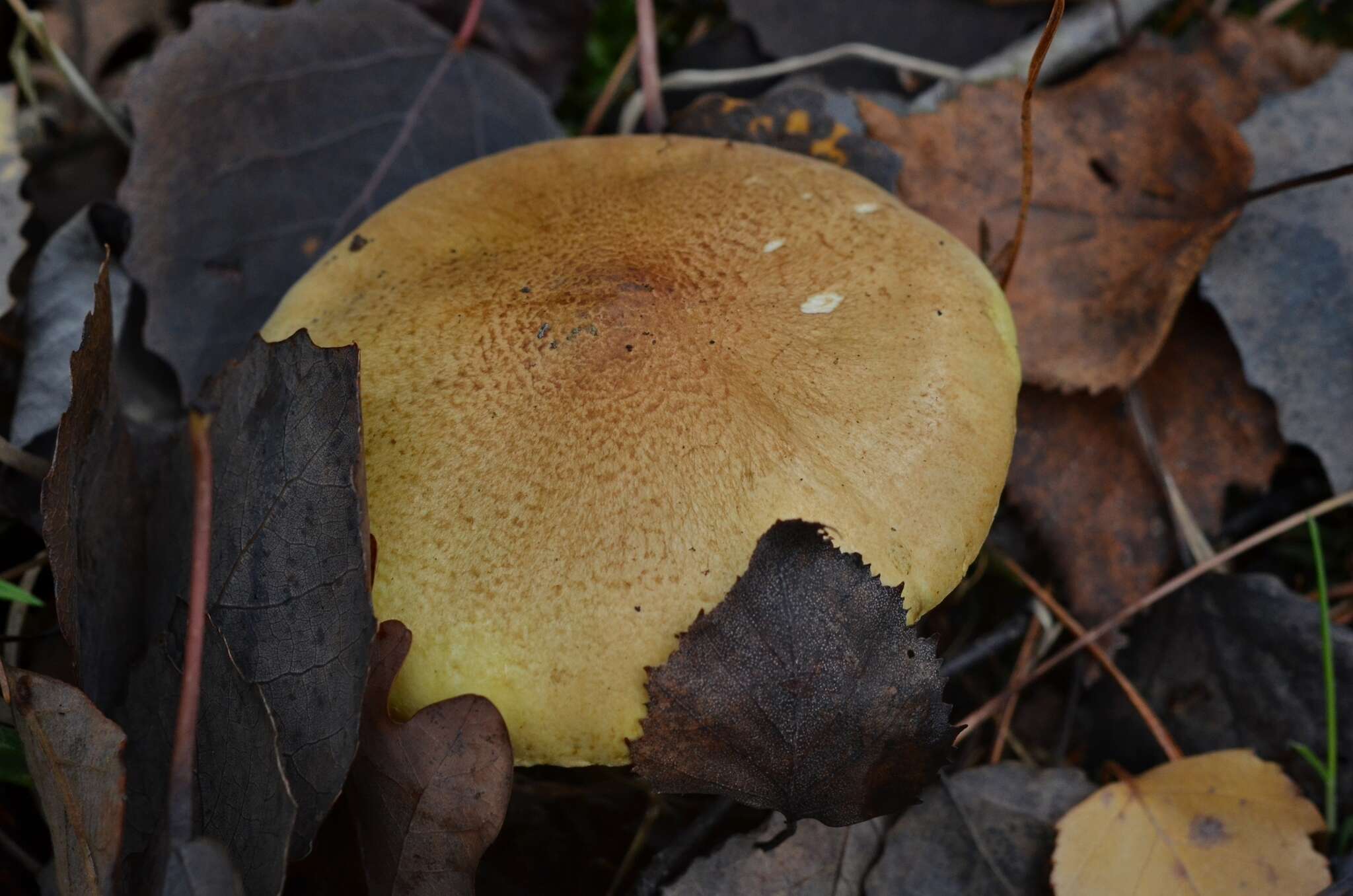 Image of Tricholoma frondosae Kalamees & Shchukin 2001