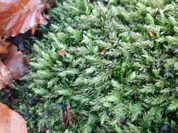 Image of horn calcareous moss