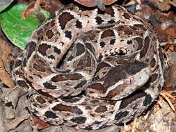 صورة Bothrops jararacussu Lacerda 1884