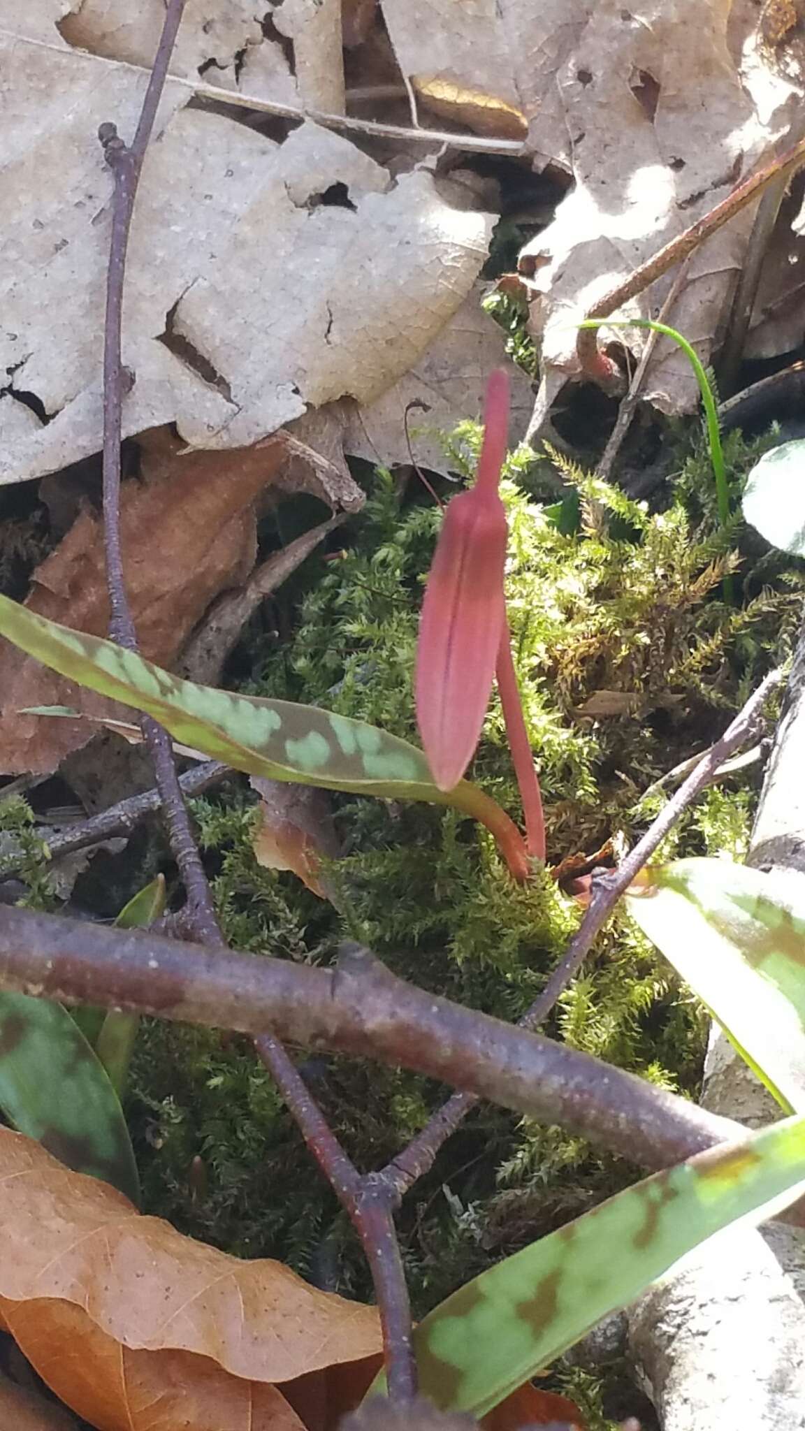 Image of Dog tooth lily