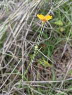 Image of Texas flax