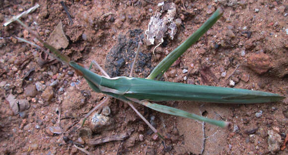 Image of Acrida acuminata Stål 1873